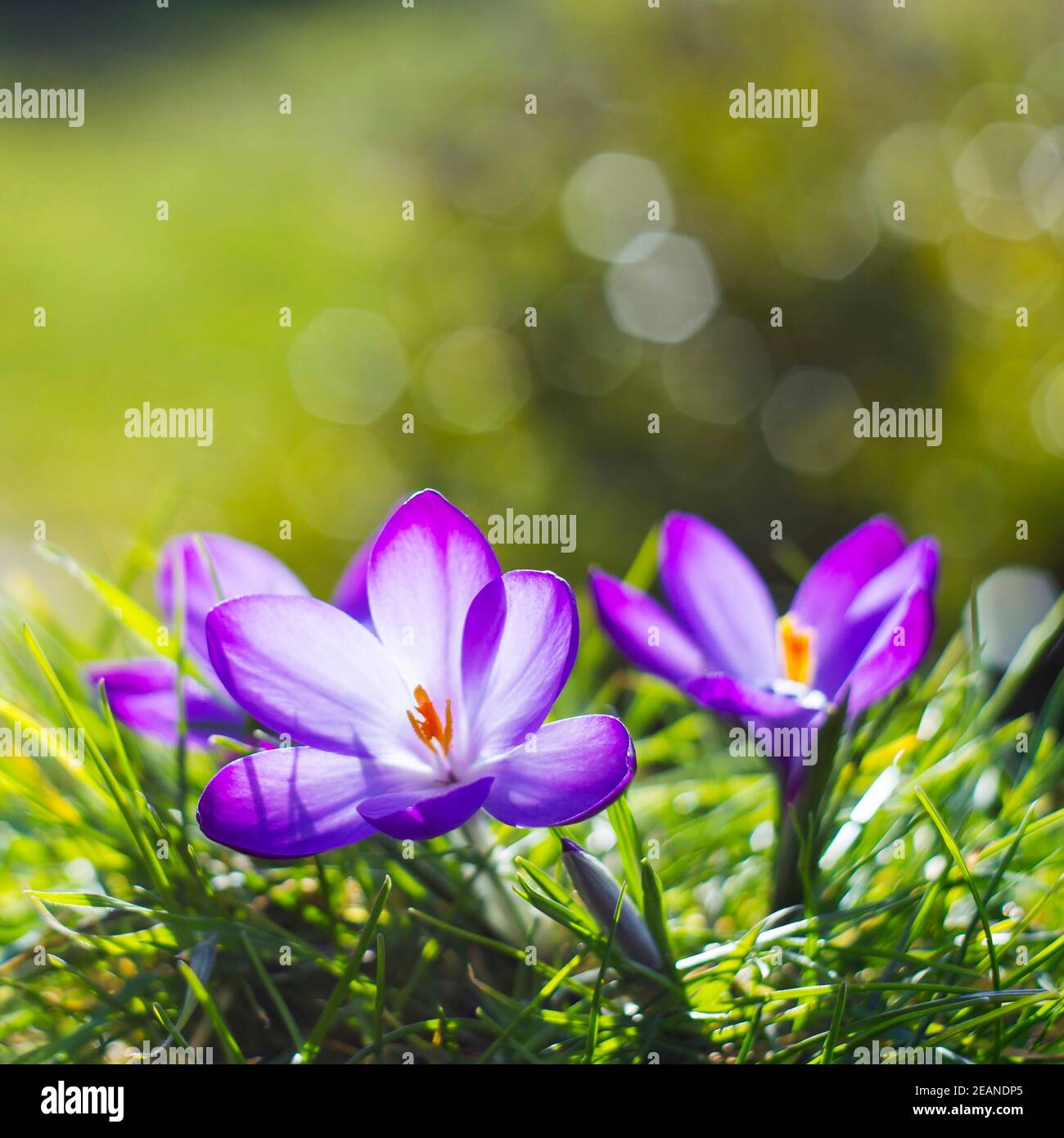 First crocus field hi-res stock photography and images - Alamy