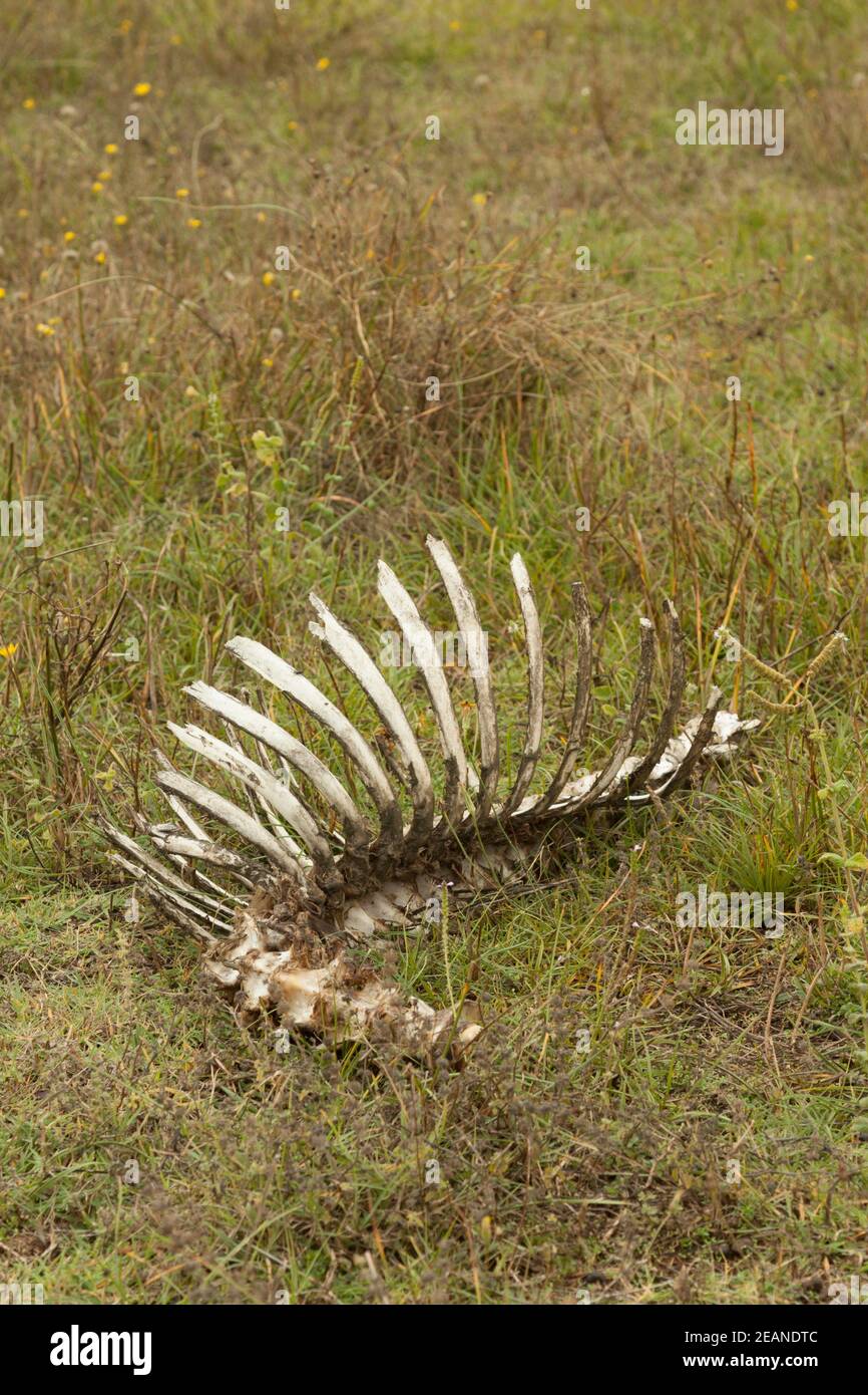 Close Up Shot Of An Animal Ribcage Stock Photo Alamy