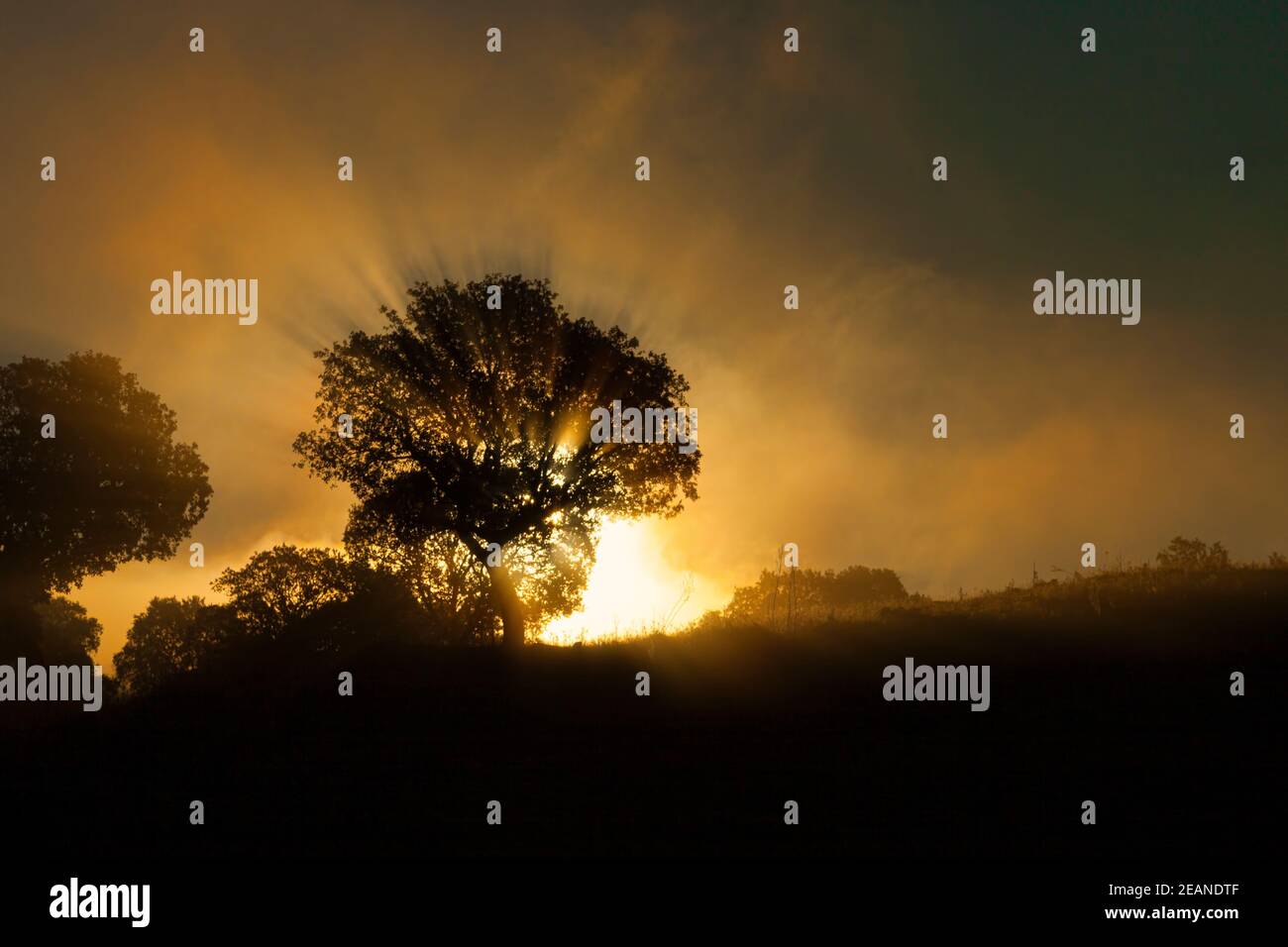 Reflection of the first rays of the sun in a misty forest lake Stock