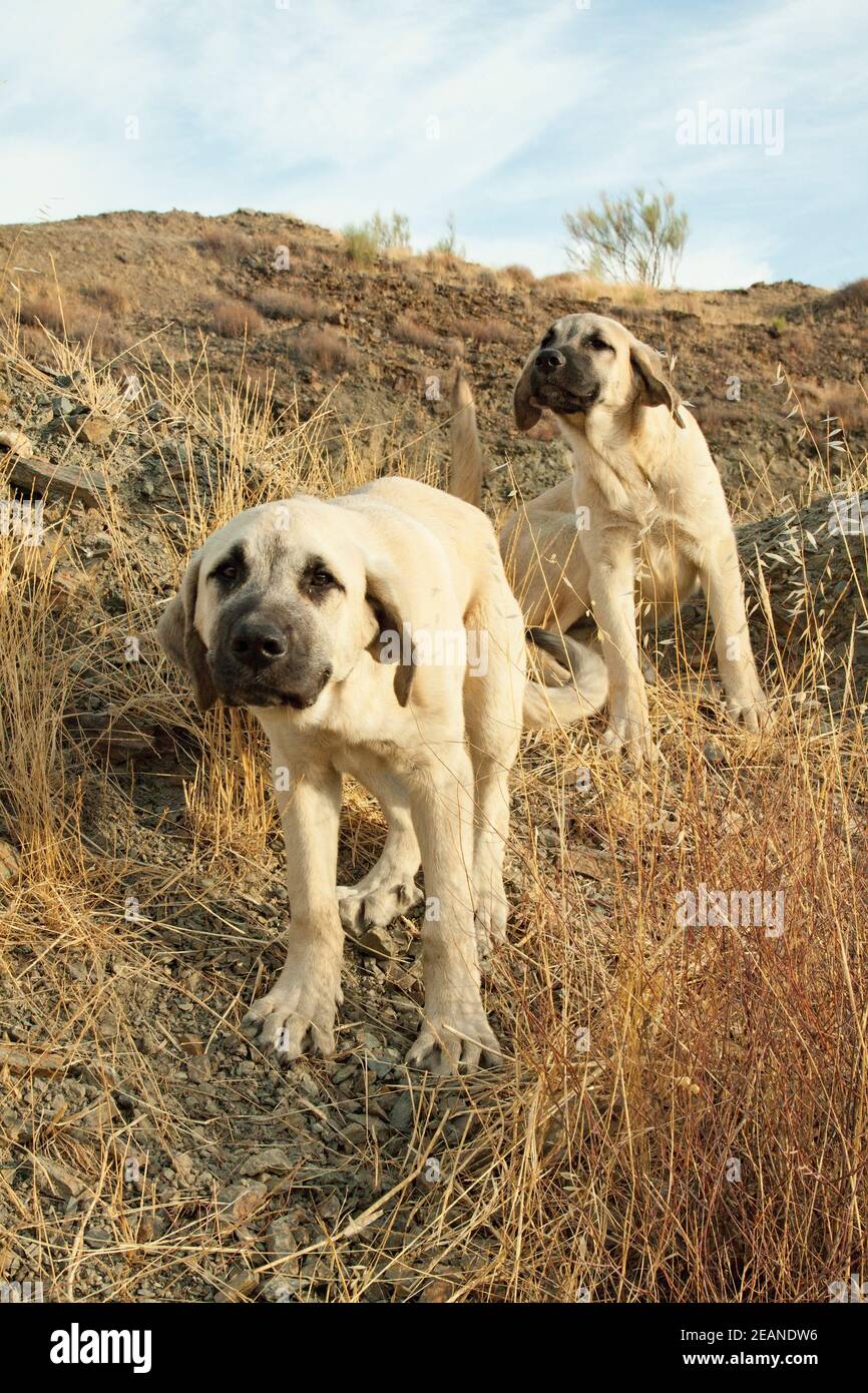two spanish mastiff cubs play in the field Stock Photo