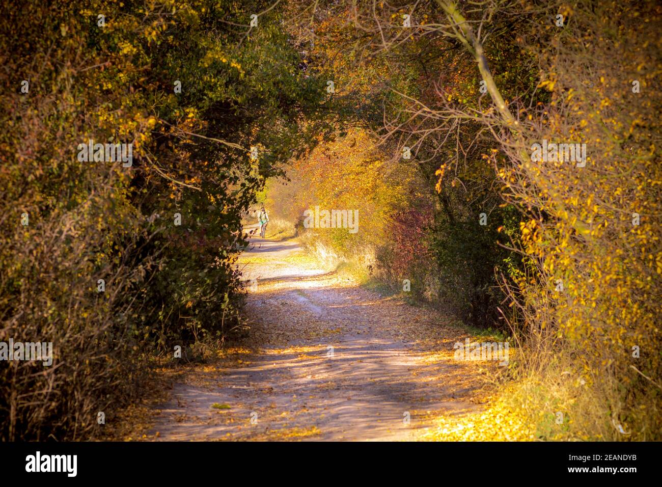 Beautiful view of an autumn landscape with trees and plants Stock Photo ...