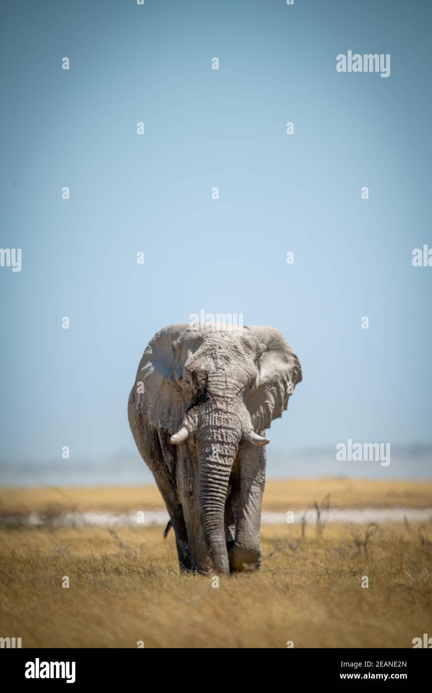 African bush elephant approaches camera in grass Stock Photo - Alamy