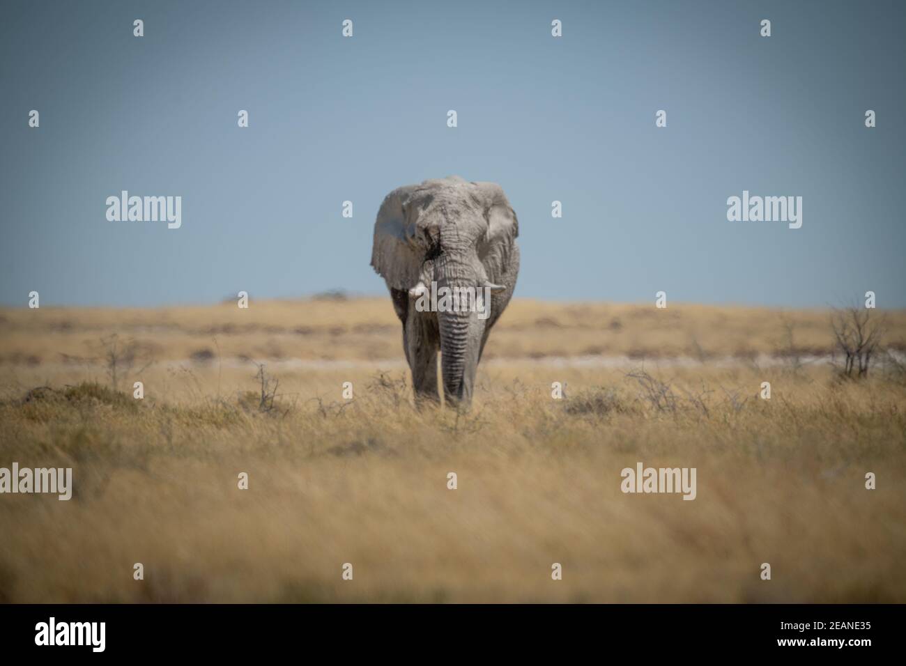 African bush elephant approaches camera in savannah Stock Photo - Alamy