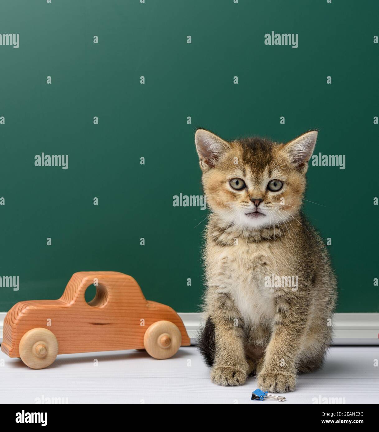 cute kitten scottish golden chinchilla straight sitting on a yellow book on a background of green chalk board Stock Photo