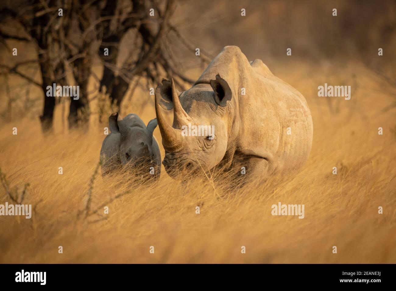 Baby black rhino in grass beside baby Stock Photo