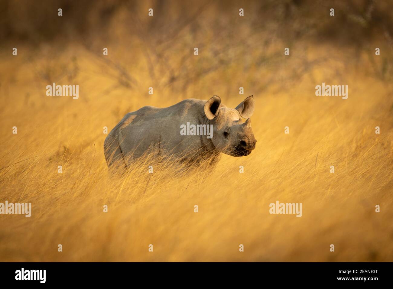 Baby black rhino in grass facing right Stock Photo