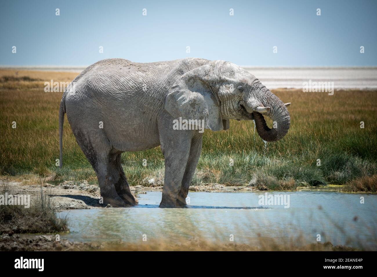 African bush elephant stands drinking in waterhole Stock Photo - Alamy