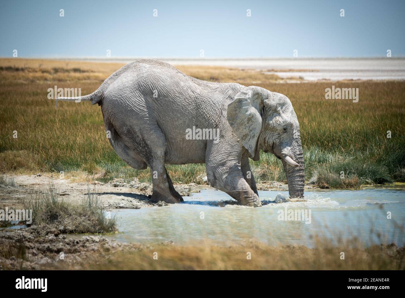African bush elephant wading into grassy waterhole Stock Photo - Alamy