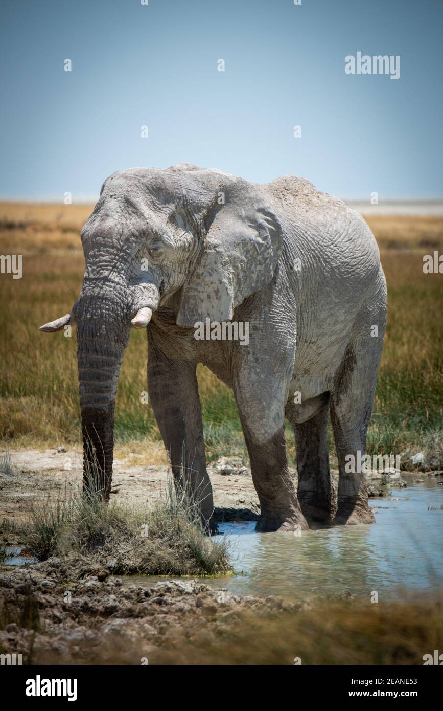 African bush elephant wading through grassy waterhole Stock Photo - Alamy