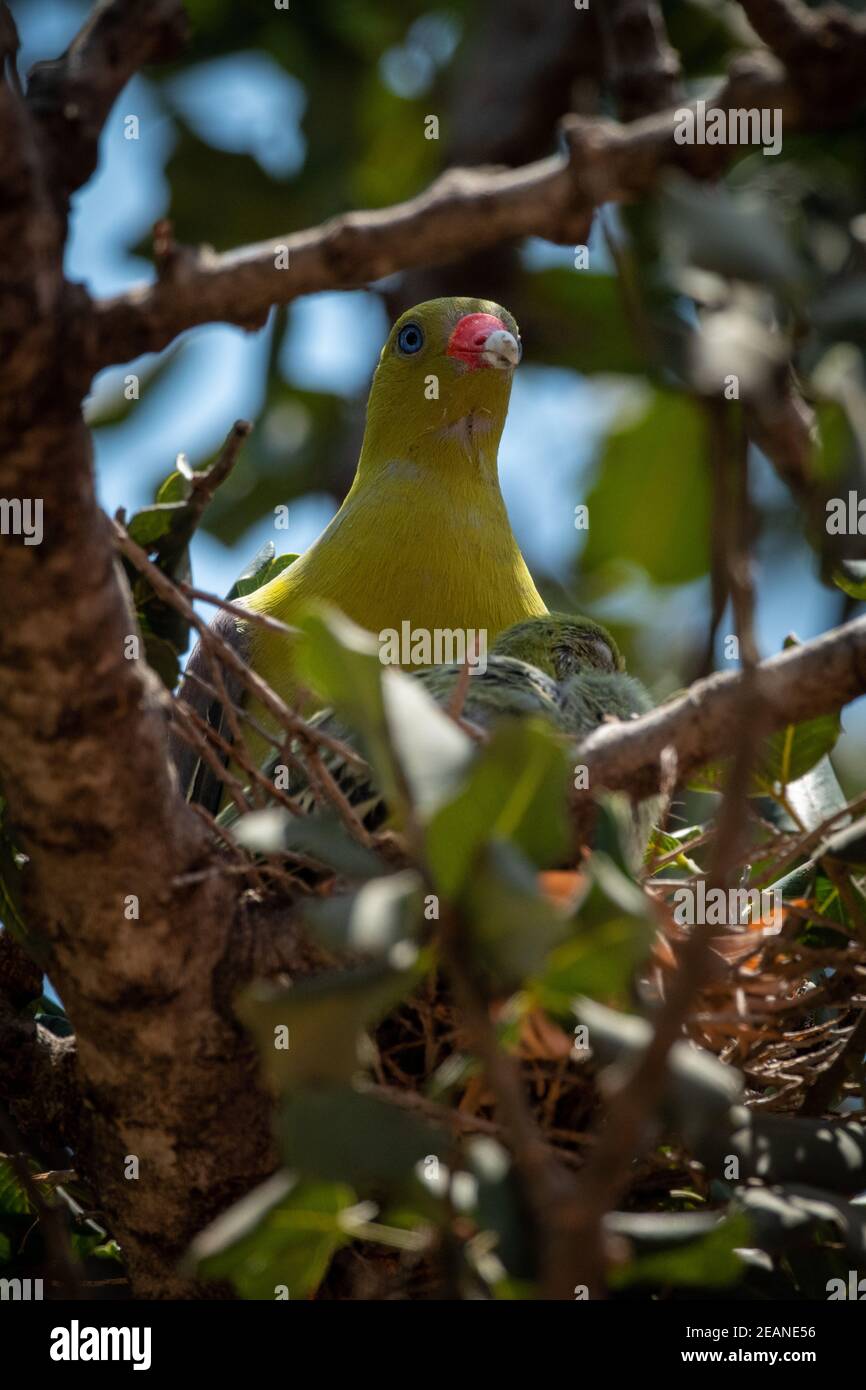 African green-pigeon nests in branches with chick Stock Photo