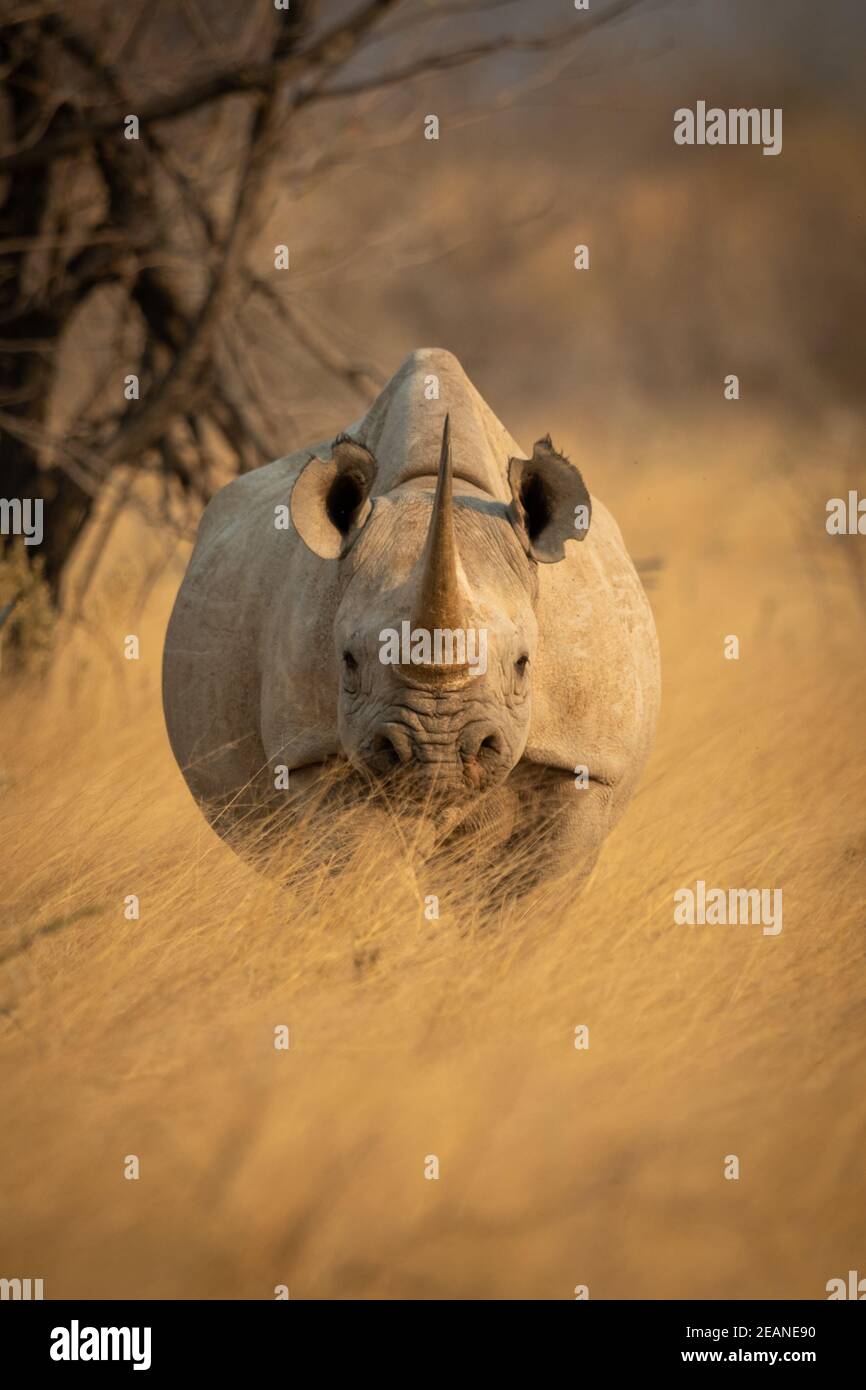Black rhino stands facing camera in grass Stock Photo