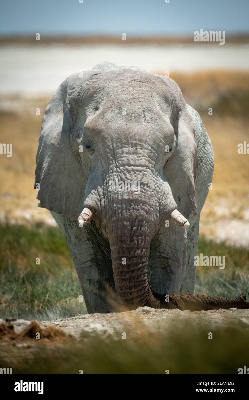 African bush elephant stands in grassy waterhole Stock Photo - Alamy