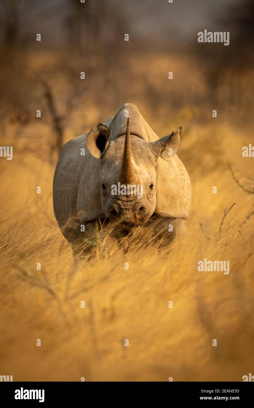 Black rhino stands in grass facing camera Stock Photo