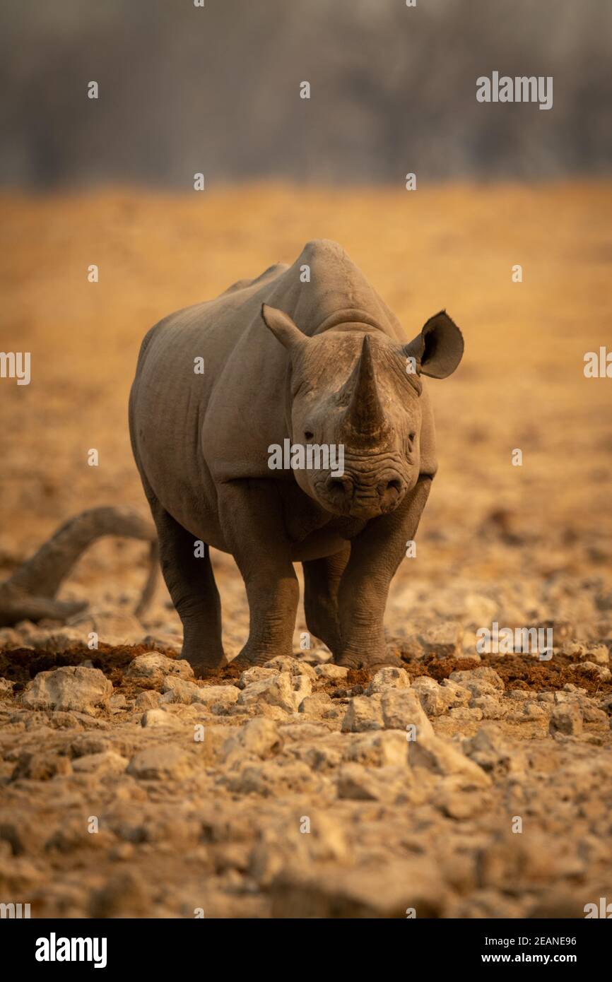 Black rhino stands facing camera among rocks Stock Photo