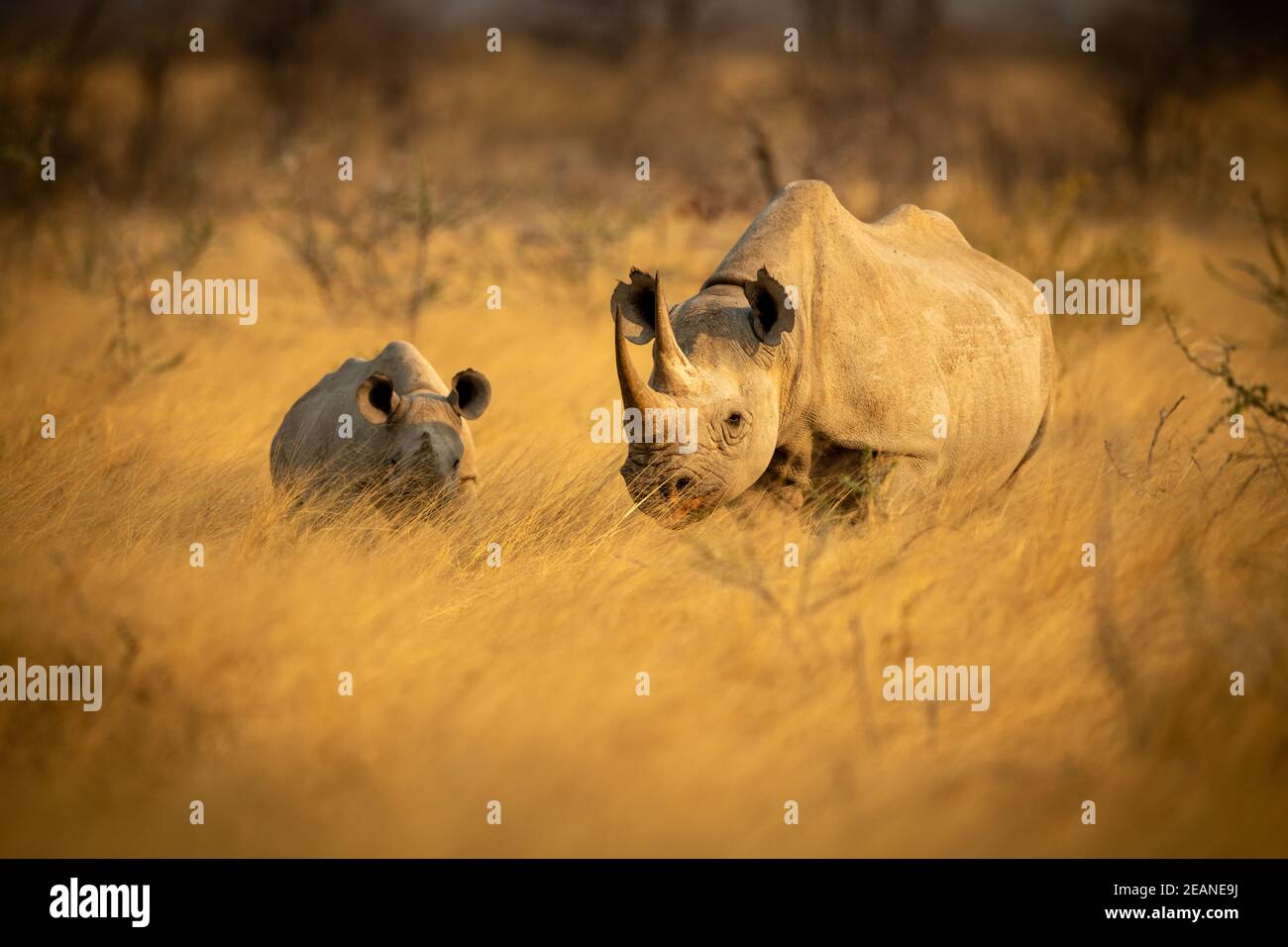 Black rhino stands with baby in grass Stock Photo