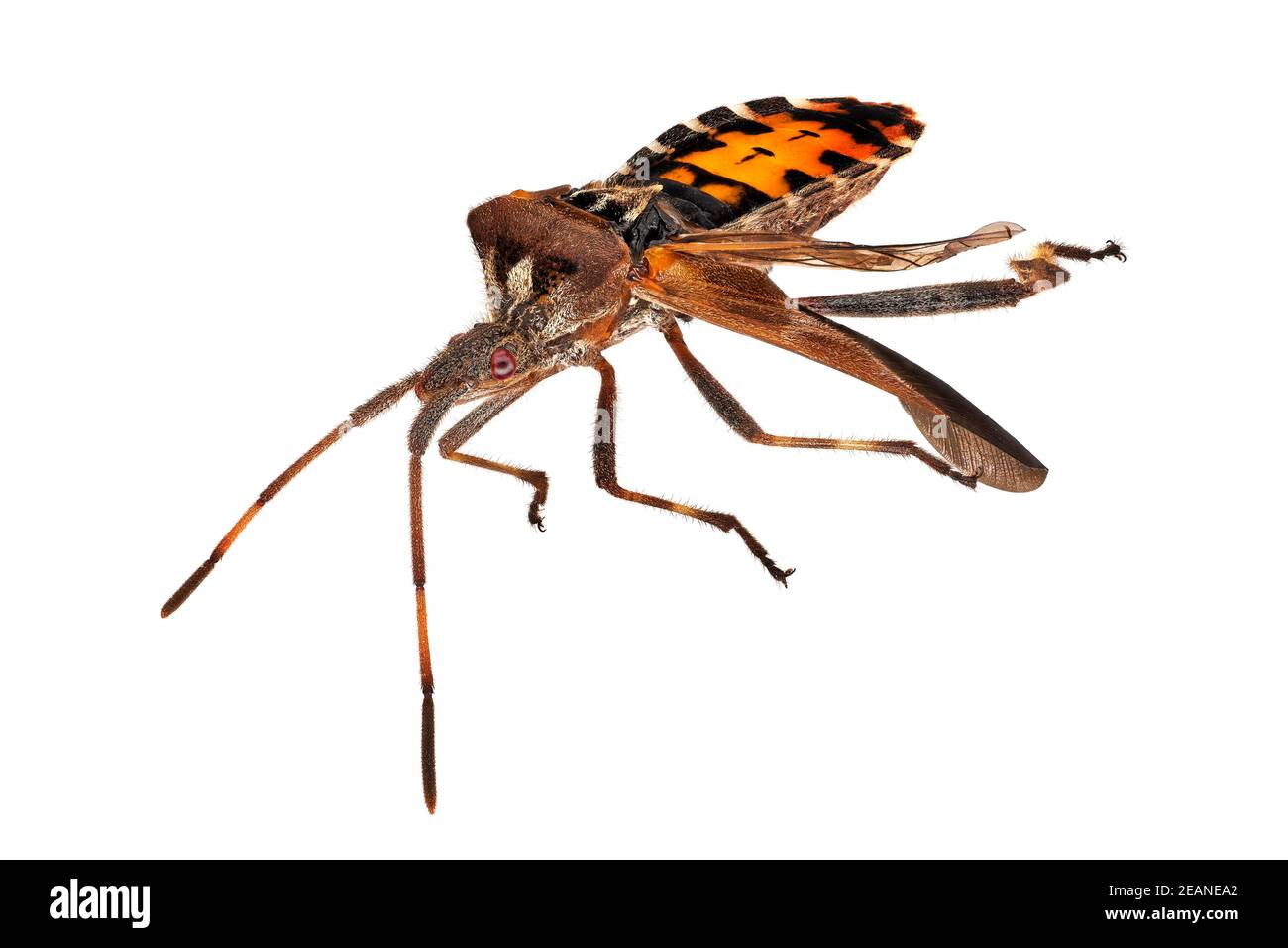 Insect Extreme Close Up Stock Photo