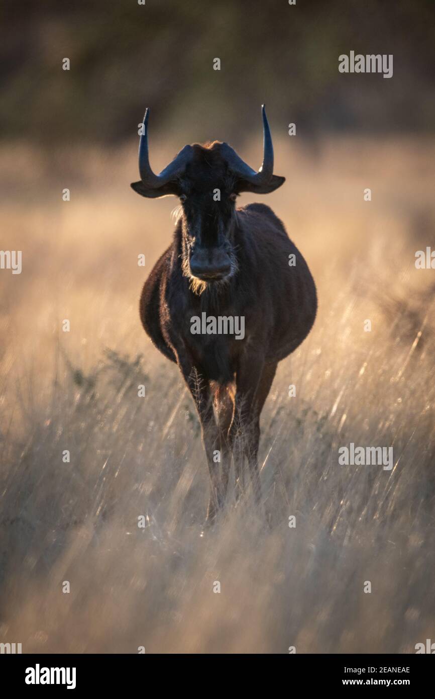 Black wildebeest stands facing camera in grass Stock Photo
