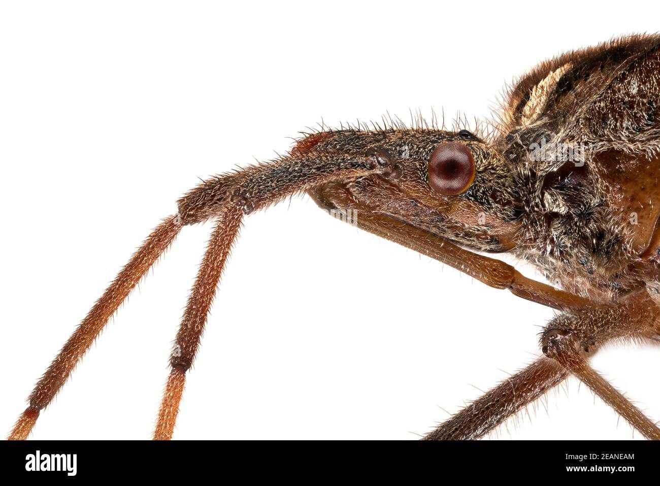 Extreme close up hi-res stock photography and images - Alamy