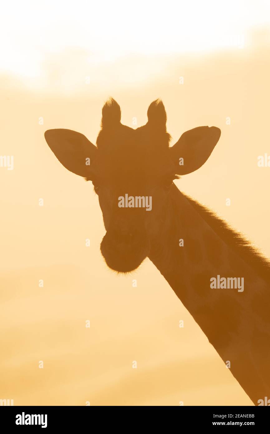 Close-up of backlit southern giraffe facing camera Stock Photo