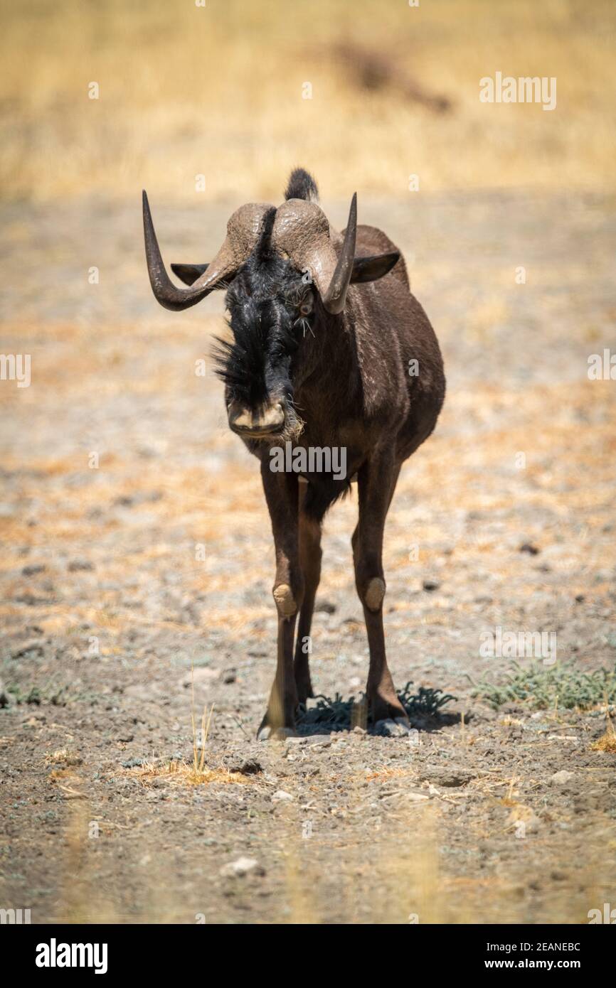 Black wildebeest stands in sun facing camera Stock Photo