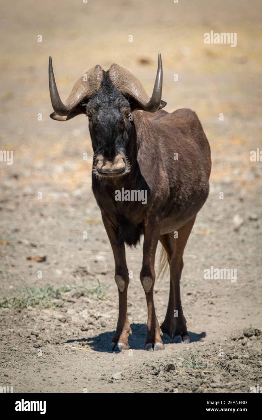 Black wildebeest stands in sunshine facing camera Stock Photo