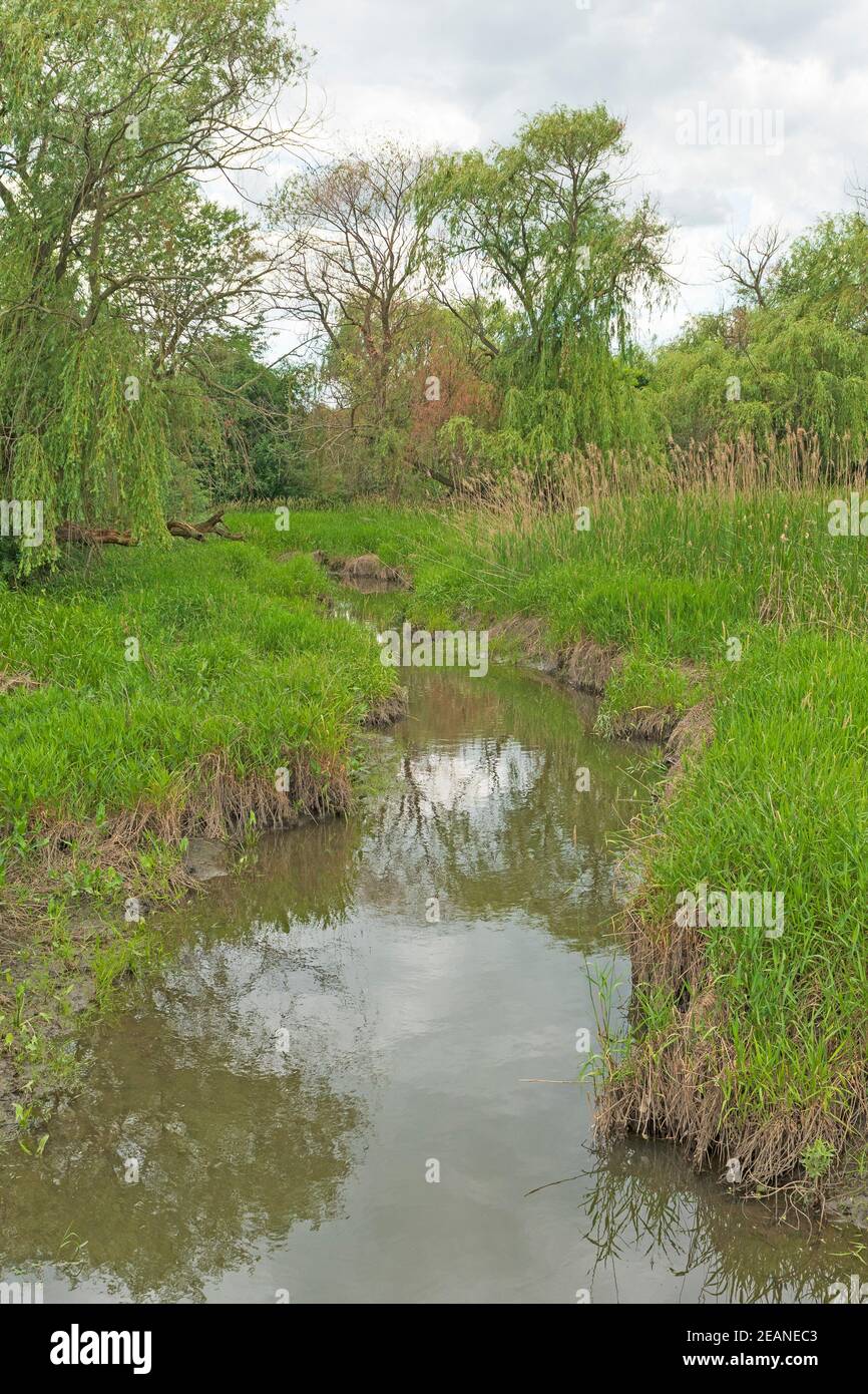 Quiet Stream in a Nature Preserve Stock Photo