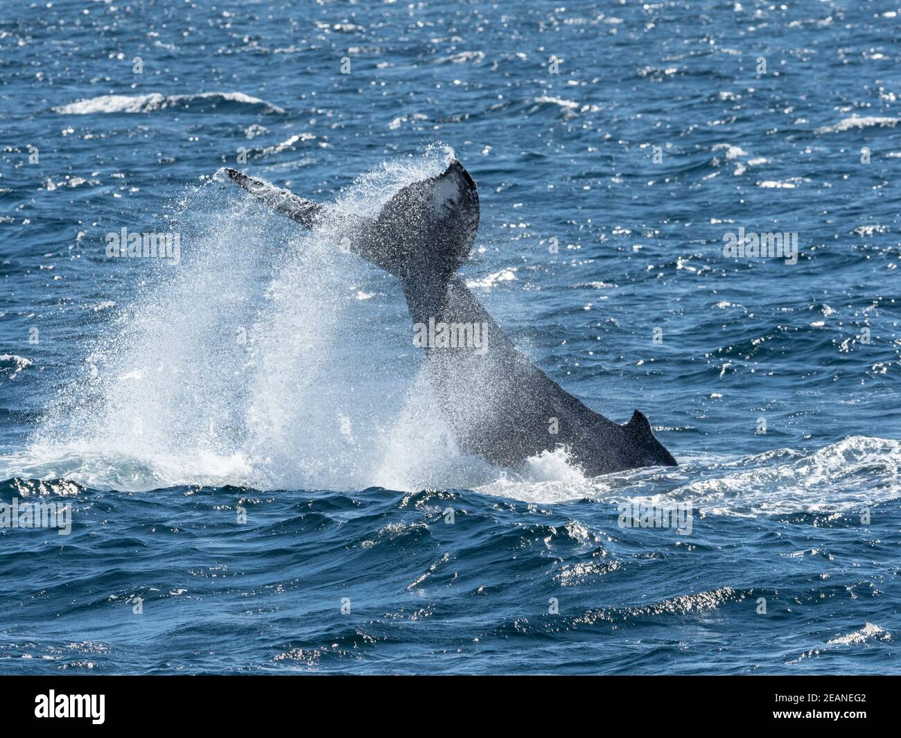 Adult humpback whale (Megaptera novaeangliae), tail-lobbing, Gorda Banks, Baja California Sur, Mexico, North America Stock Photo