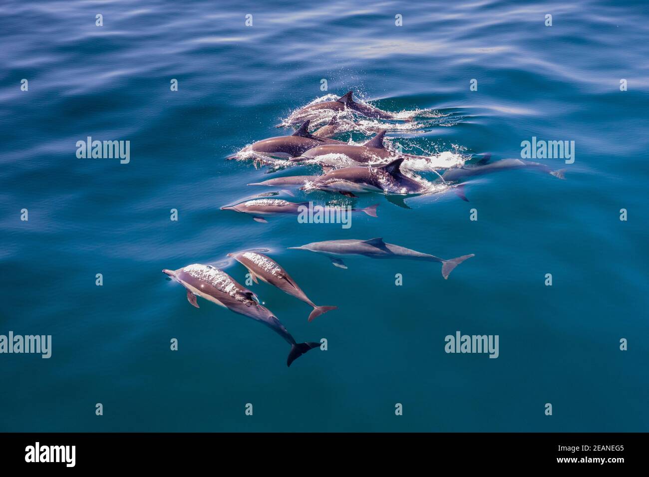 Long-beaked common dolphin pod (Delphinus capensis), surfacing, Los Islotes, Baja California Sur, Mexico, North America Stock Photo