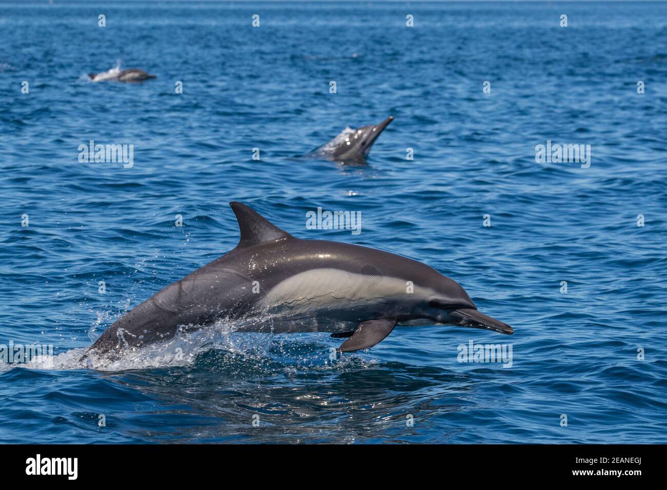 Adult long-beaked common dolphin (Delphinus capensis) leaping in Loreto Bay National Park, Baja California Sur, Mexico, North America Stock Photo