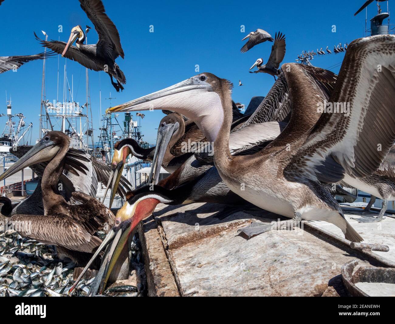 Brown pelicans (Pelecanus occidentalis), at a sardine processing plant, Puerto San Carlos, Baja California Sur, Mexico, North America Stock Photo