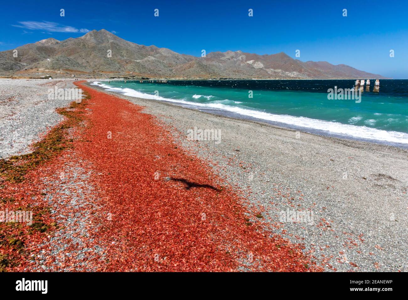 Swarms of pelagic crabs (Pleuroncodes planipes), washed up on the beach at Isla Magdalena, Baja California Sur, Mexico, North America Stock Photo