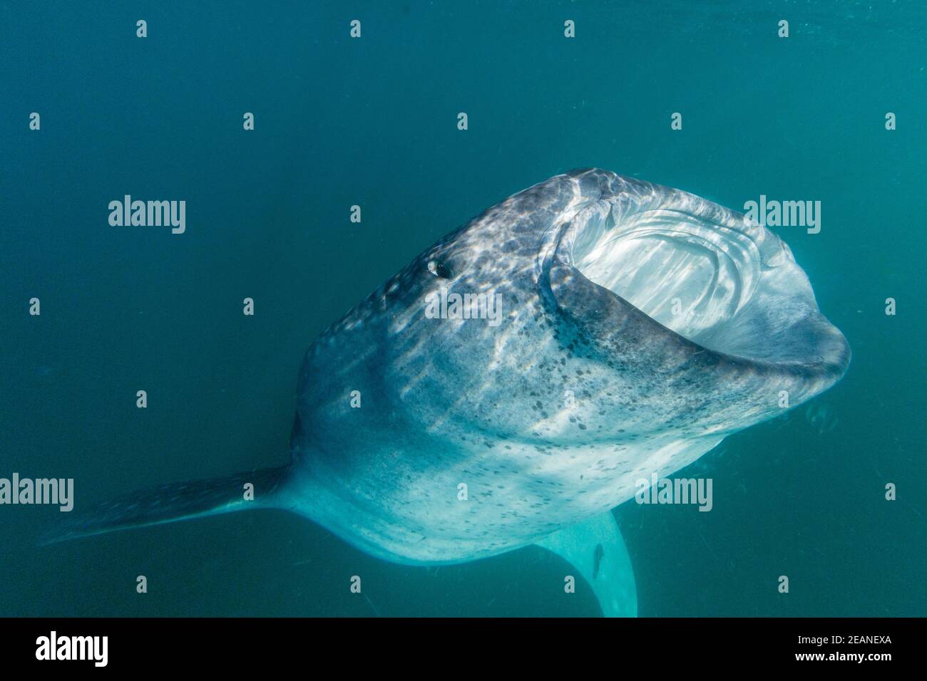 Young whale shark (Rhincodon typus), filter feeding near the surface at El Mogote, Baja California Sur, Mexico, North America Stock Photo