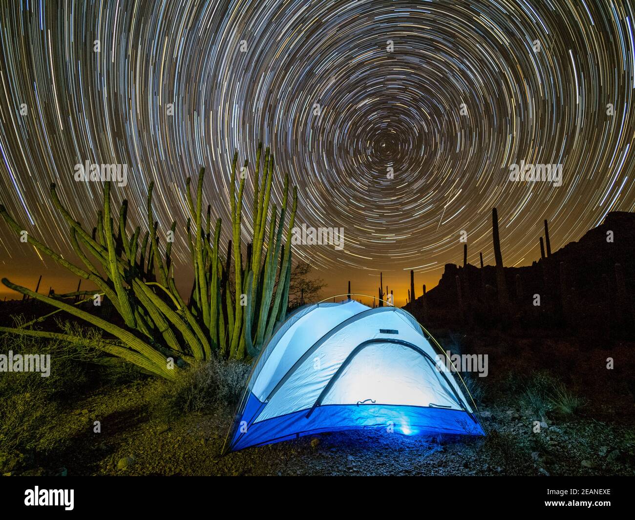 Organ pipe cactus at night with Geminid Meteor Shower, Organ Pipe Cactus National Monument, Arizona, United States of America, North America Stock Photo