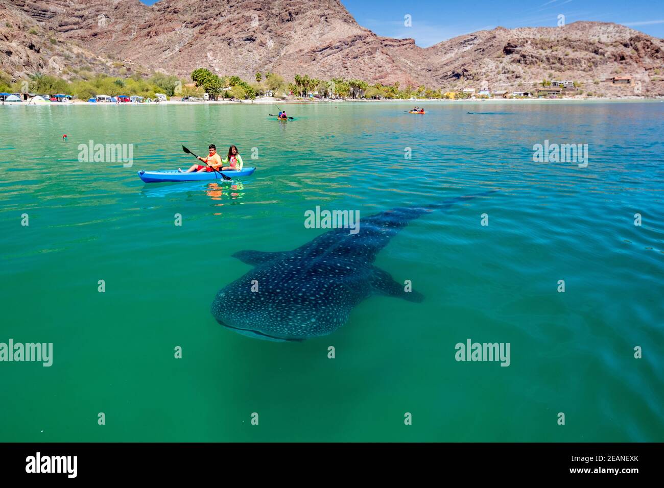 A young whale shark (Rhincodon typus), near kayaker in Bahia Coyote, Conception Bay, Baja California Sur, Mexico, North America Stock Photo