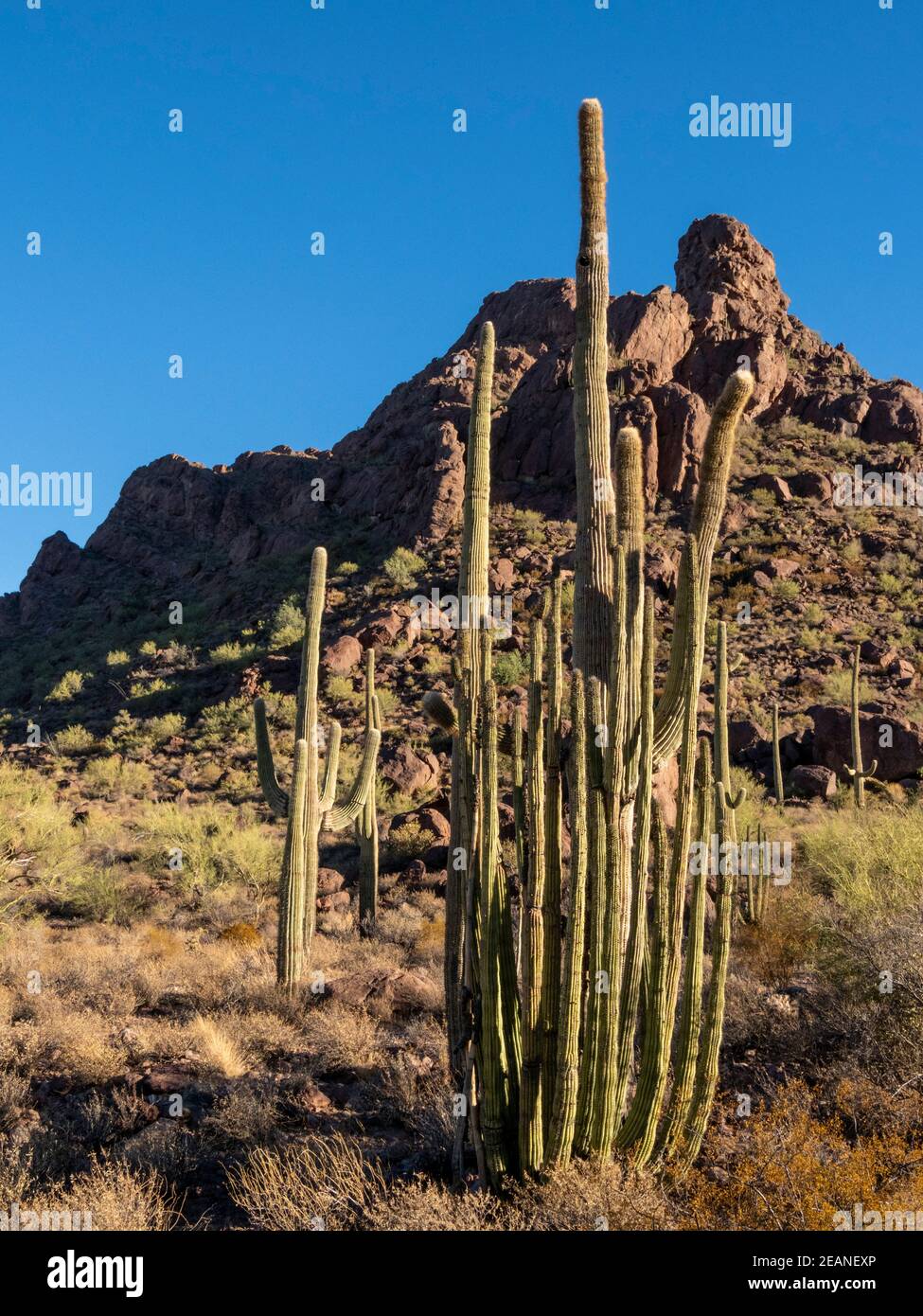 Organ pipe cactus (Stenocereus thurberi), Organ Pipe Cactus National Monument, Sonoran Desert, Arizona, United States of America, North America Stock Photo