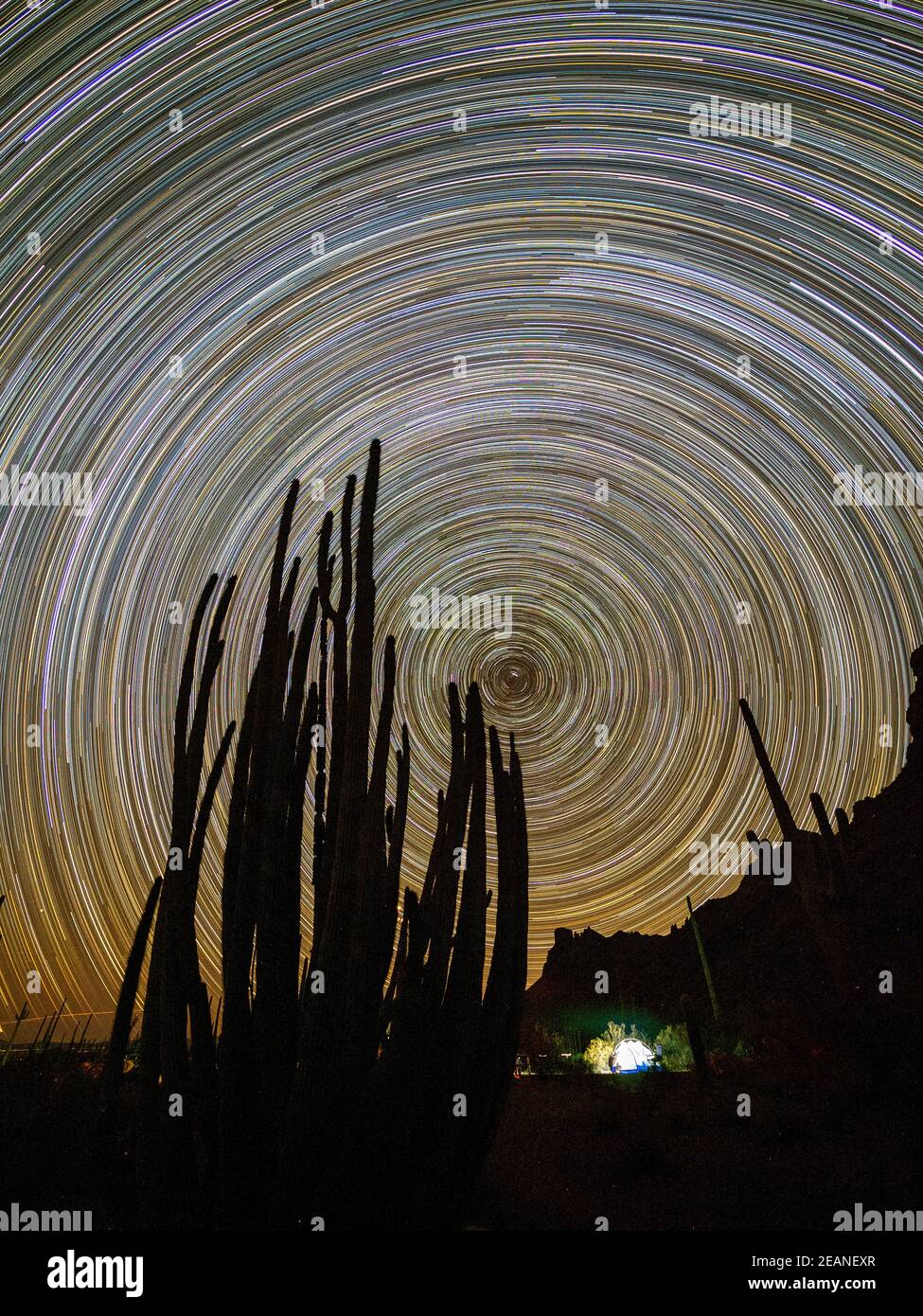 Organ pipe cactus (Stenocereus thurberi) at night, Organ Pipe Cactus National Monument, Sonoran Desert, Arizona, United States of America Stock Photo