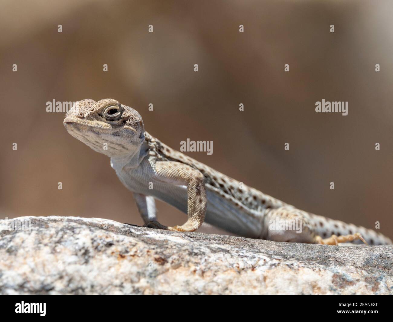 Long-nosed leopard lizard (Gambelia wislizenii), Joshua Tree National Park, Mojave Desert, California, United States of America, North America Stock Photo