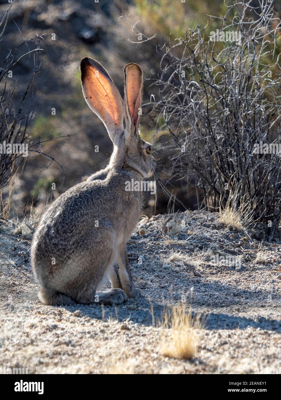 Black-tailed jackrabbit (Lepus californicus), Joshua Tree National Park, Mojave Desert, California, United States of America, North America Stock Photo