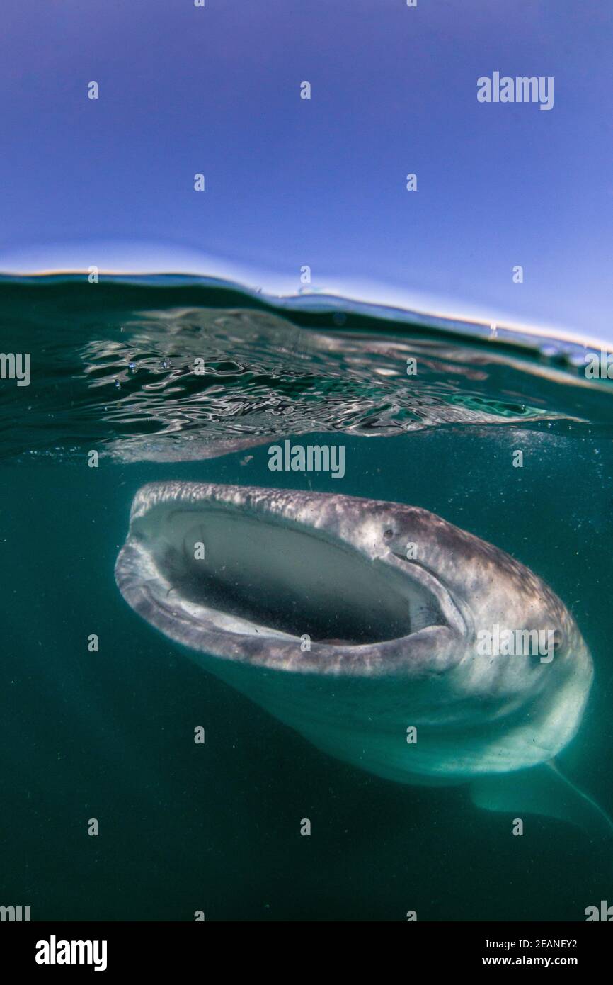 Young whale shark (Rhincodon typus), filter feeding near the surface at El Mogote, Baja California Sur, Mexico, North America Stock Photo