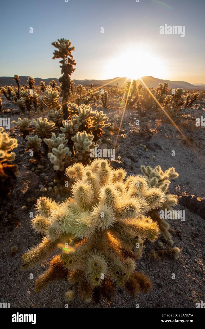 Teddy bear cholla (Cylindropuntia bigelovii), at sunrise in Joshua Tree National Park, Mojave Desert, California, United States of America Stock Photo