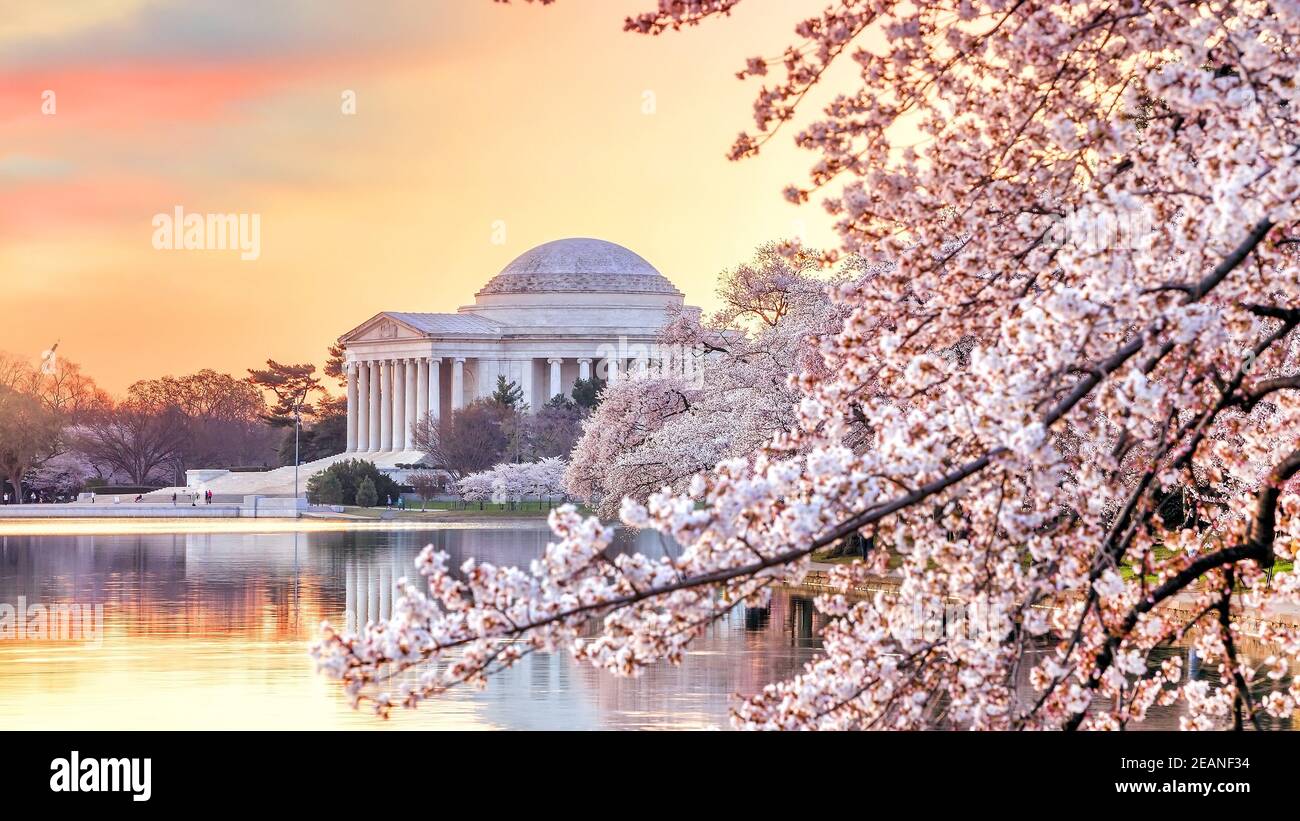 Cherry blossom festival symbol hi-res stock photography and images - Alamy