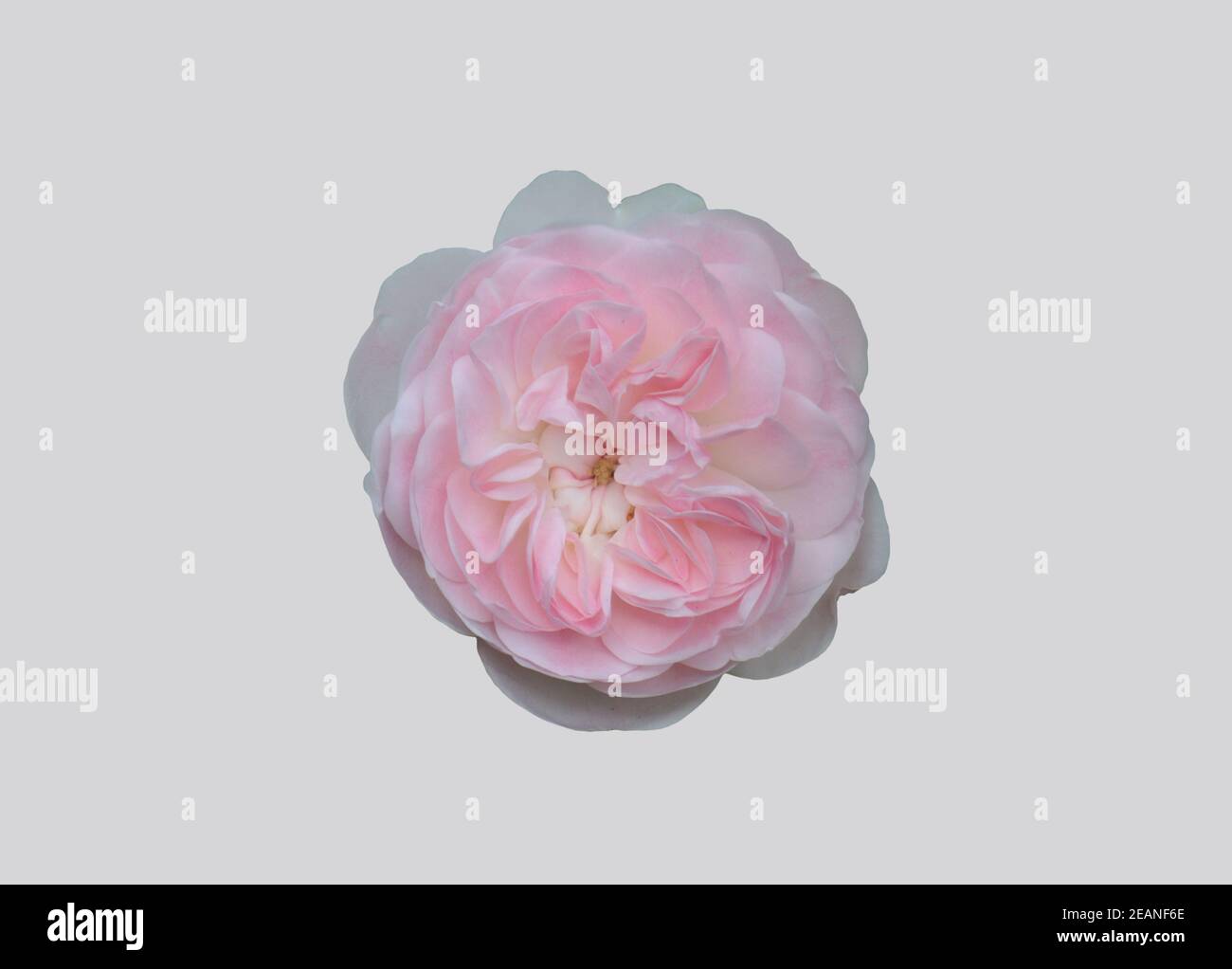 Blooming rose plant. Stock Photo