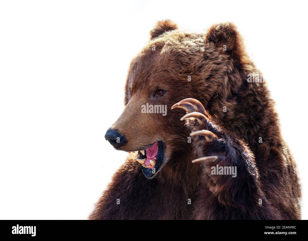 Taxidermy of a Kamchatka brown bear on white background Stock Photo - Alamy