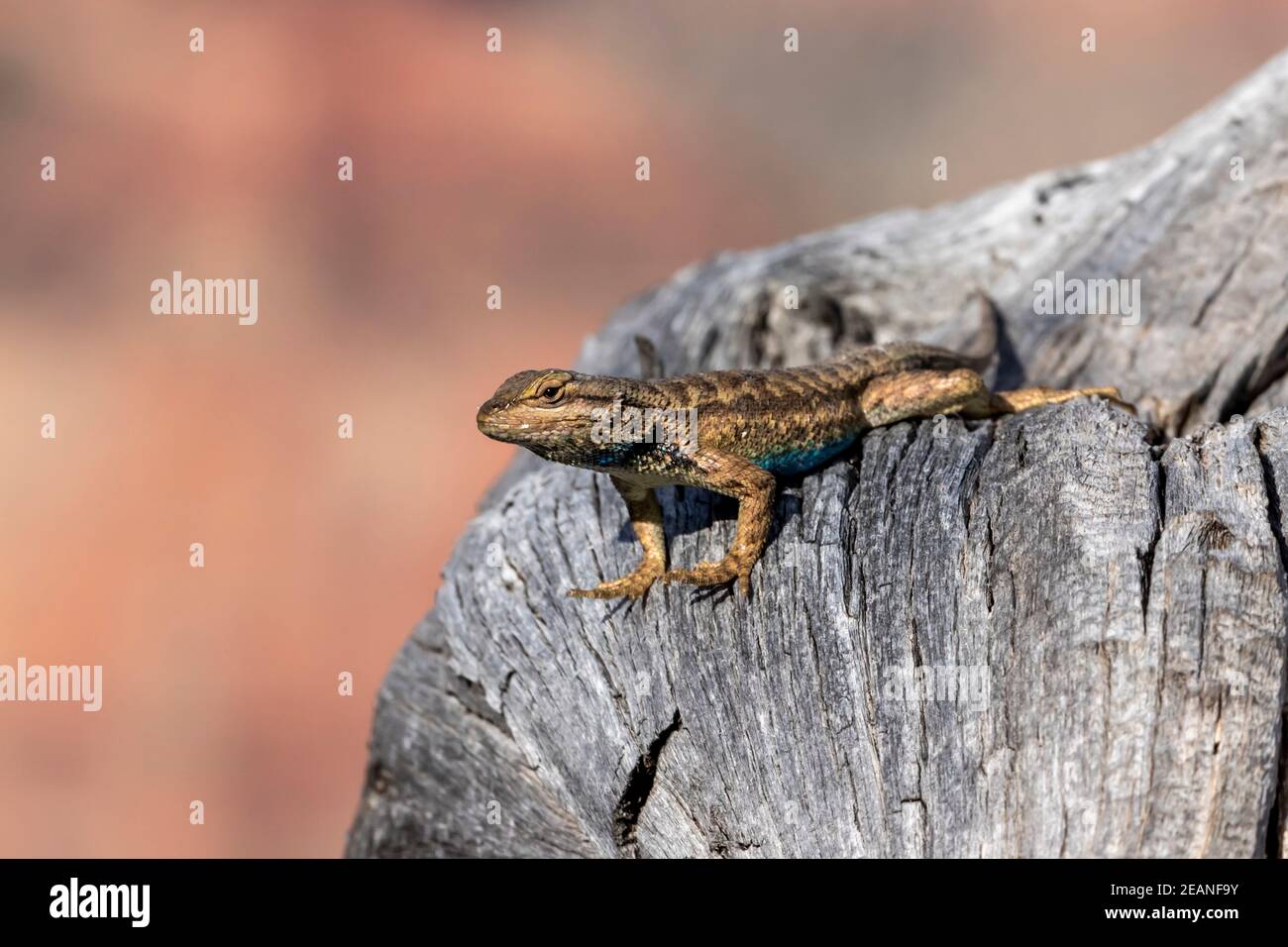 Adult male plateau fence lizard (Sceloporus tristichus), north rim of Grand Canyon National Park, Arizona, United States of America, North America Stock Photo