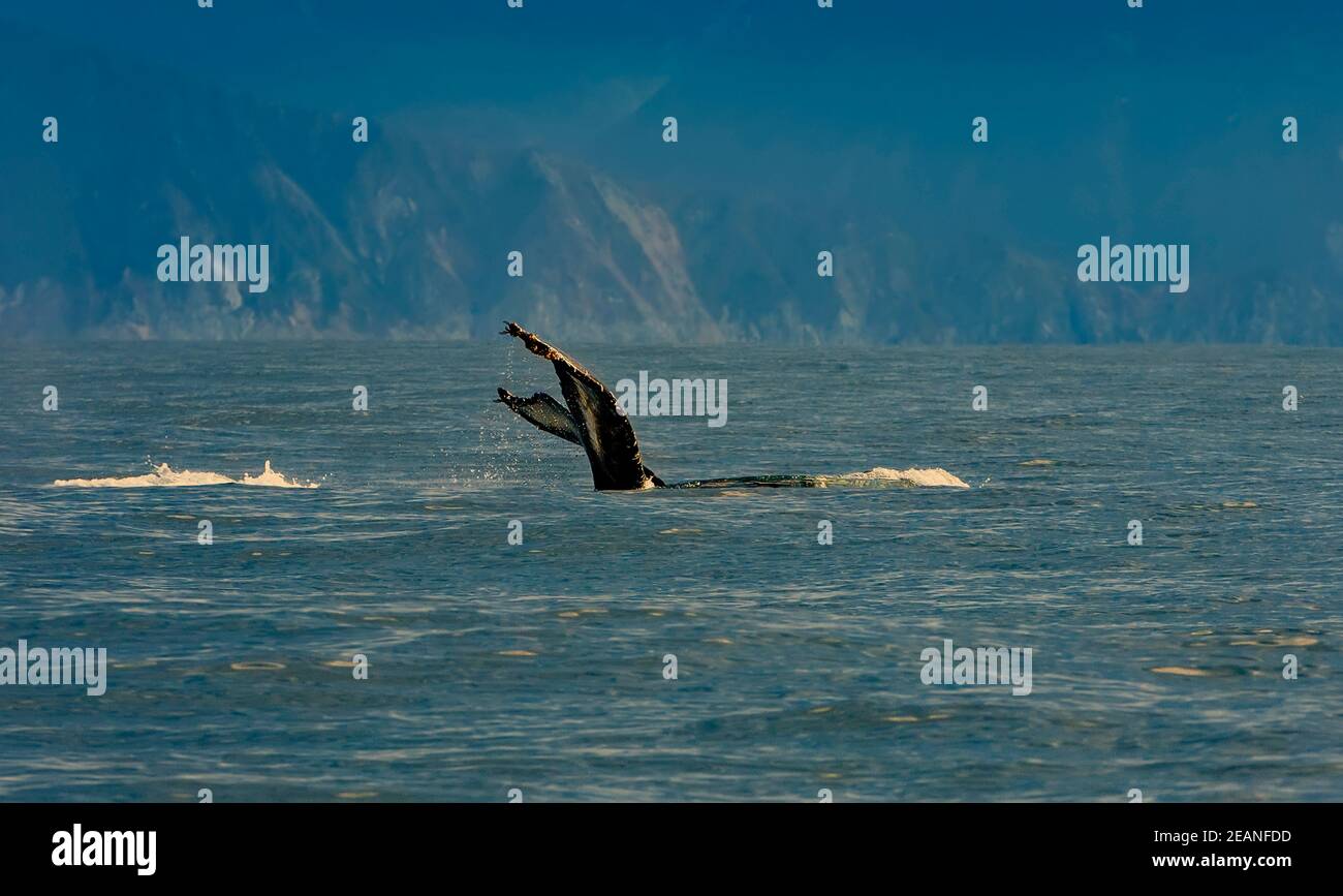 Selective focus. Humpback whale swimming in the Pacific Ocean, tail of the whale diving Stock Photo