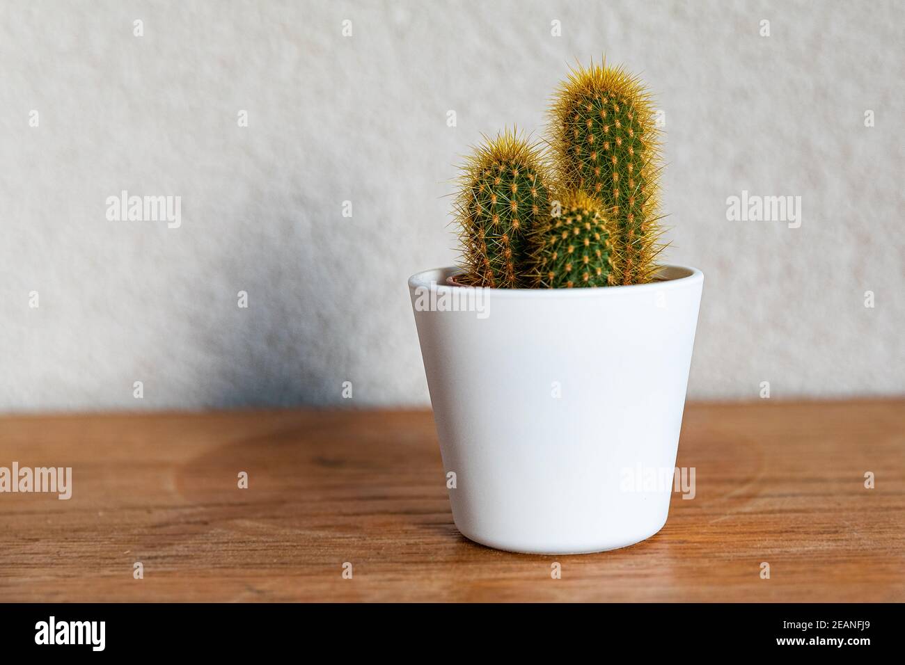 Beautiful Mammillaria spinosissima cactus in the pot on a wooden table and with a gray background Stock Photo