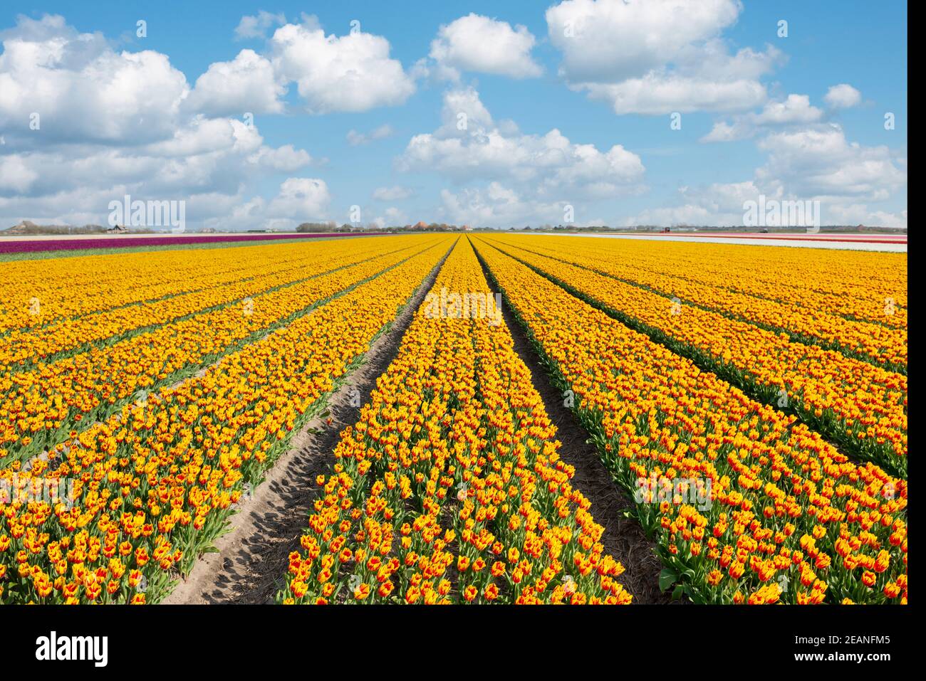 Yellow tulip field in the Netherlands Stock Photo - Alamy
