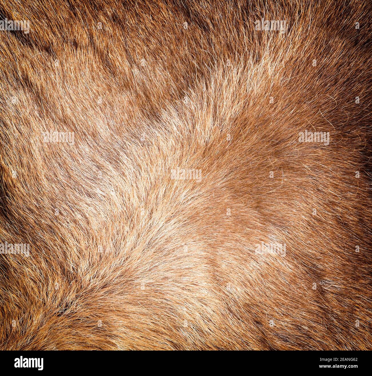 The new Colored reindeer fur texture. Stock Photo