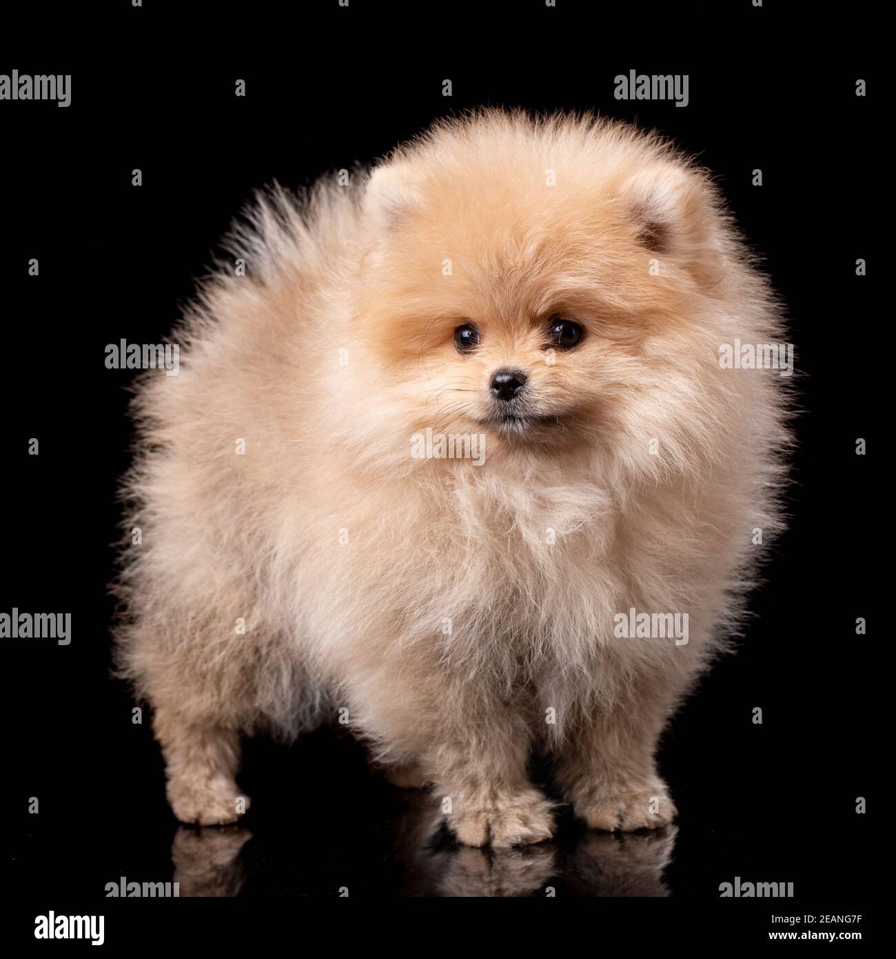 Miniature Pomeranian Spitz puppy standing on black background. Stock Photo