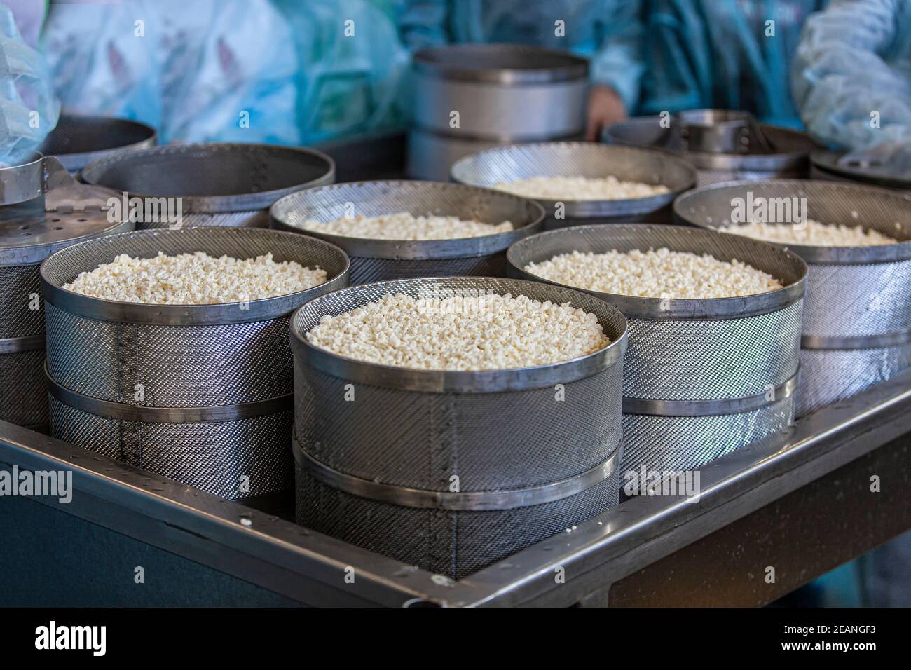 Making delicious cheese at a cheese factory. Selective focus Stock
